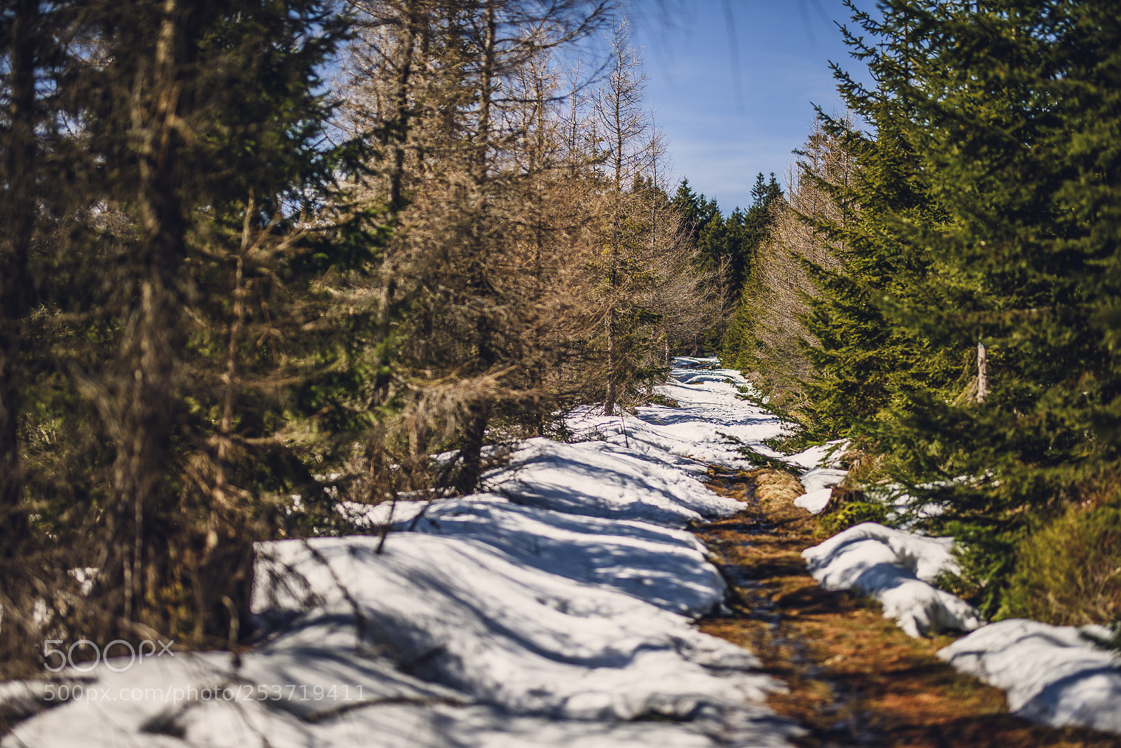 Nikon D810 sample photo. Other spring photography