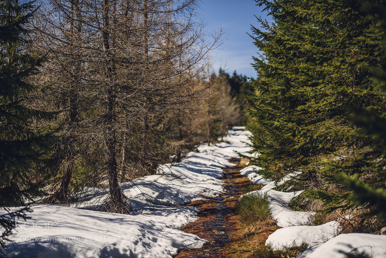 Nikon D810 sample photo. Other spring photography