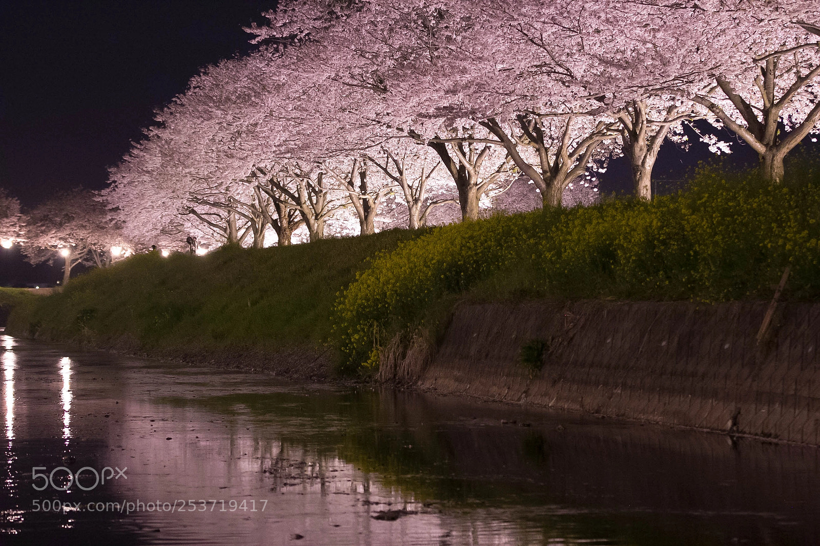 Canon EOS 60D sample photo. 光桜 photography