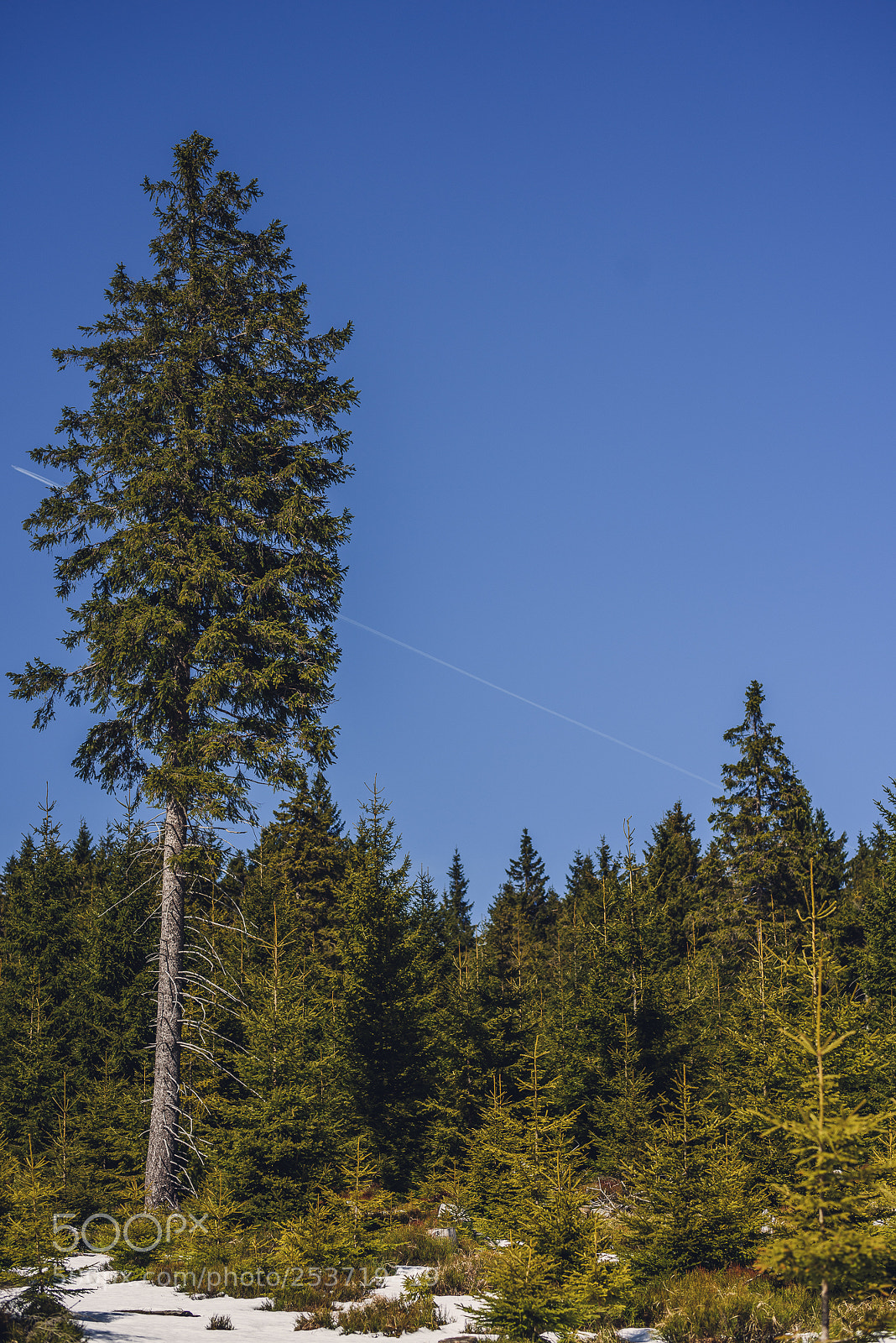 Nikon D810 sample photo. Other spring photography
