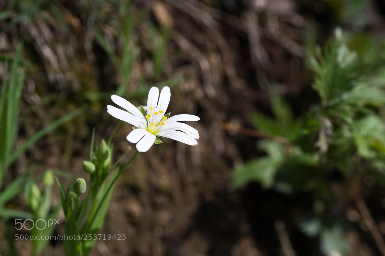 Sony a6000 sample photo. White flower photography