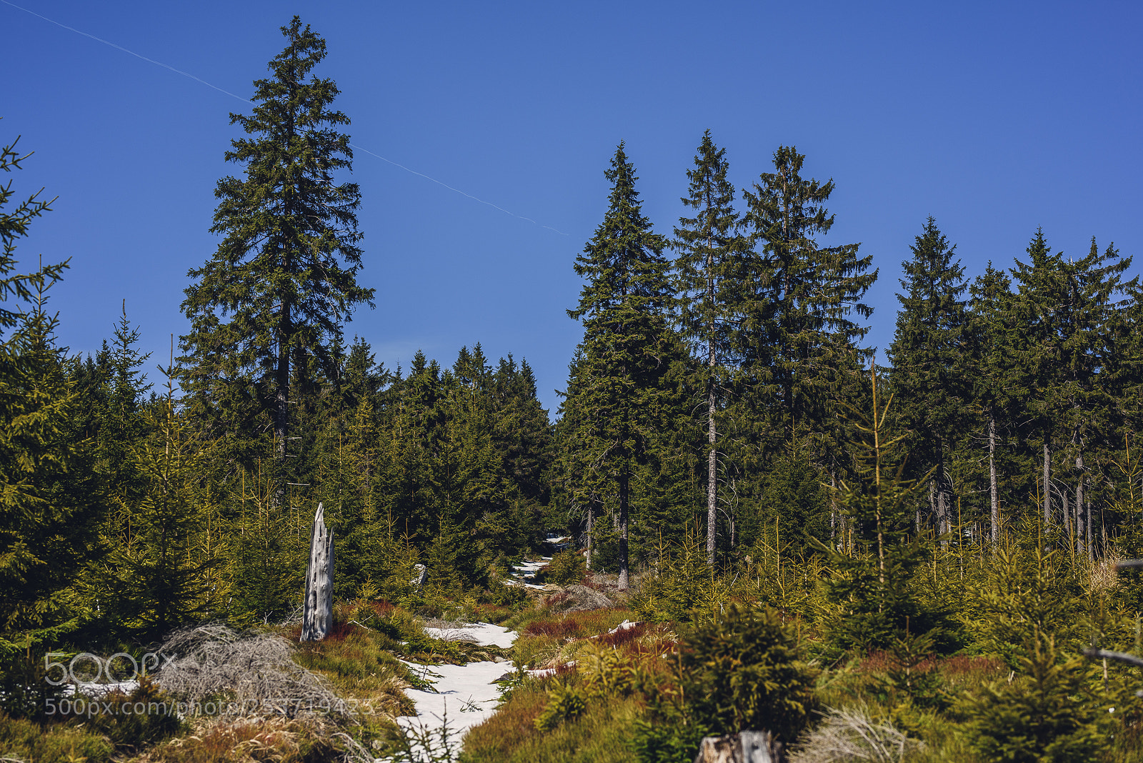 Nikon D810 sample photo. Other spring photography