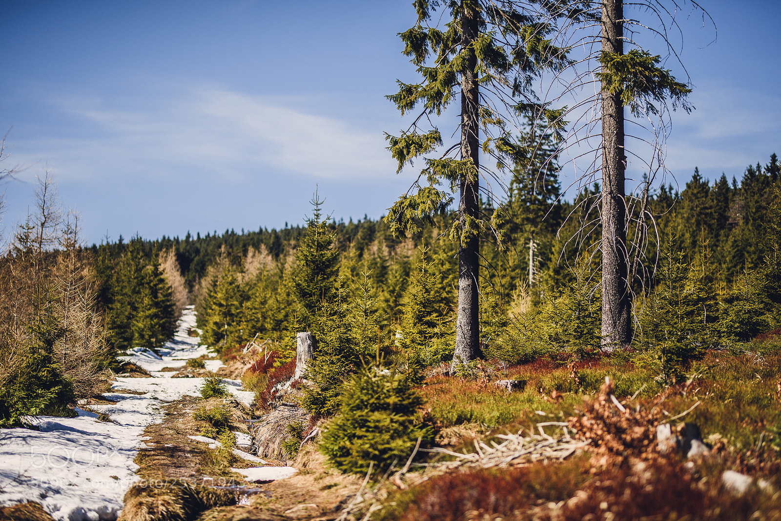 Nikon D810 sample photo. Other spring photography
