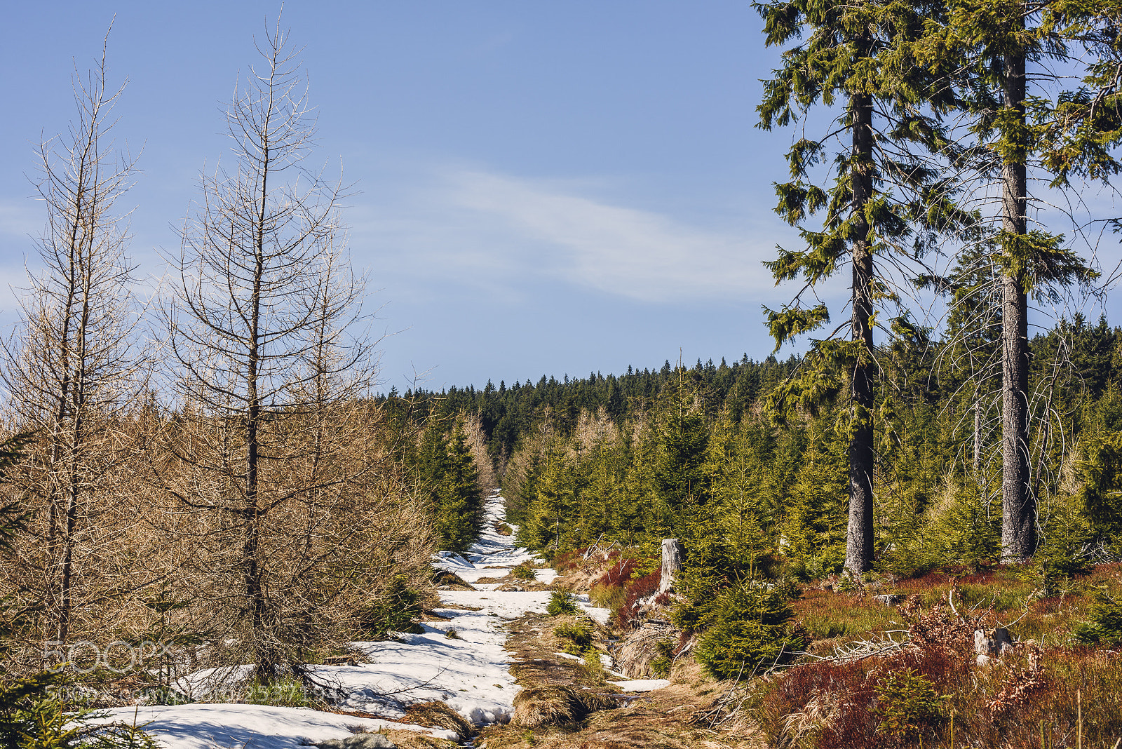Nikon D810 sample photo. Other spring photography
