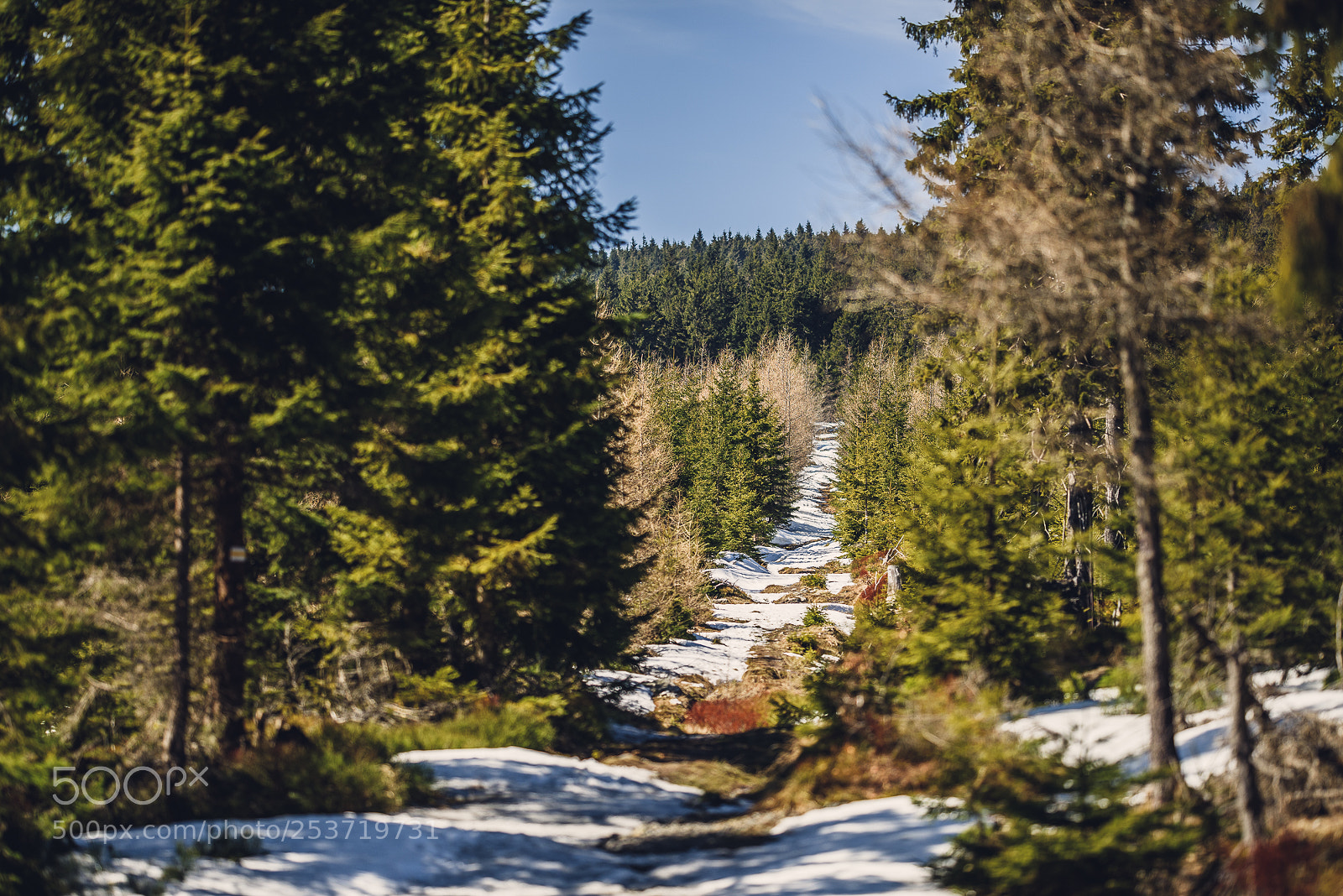Nikon D810 sample photo. Other spring photography
