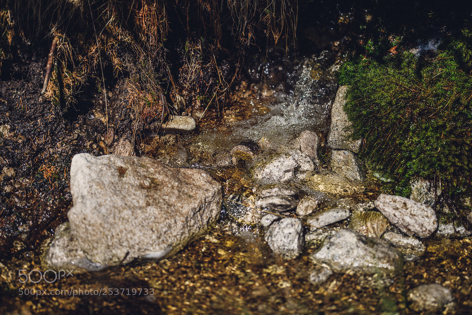 Nikon D810 sample photo. Other spring photography