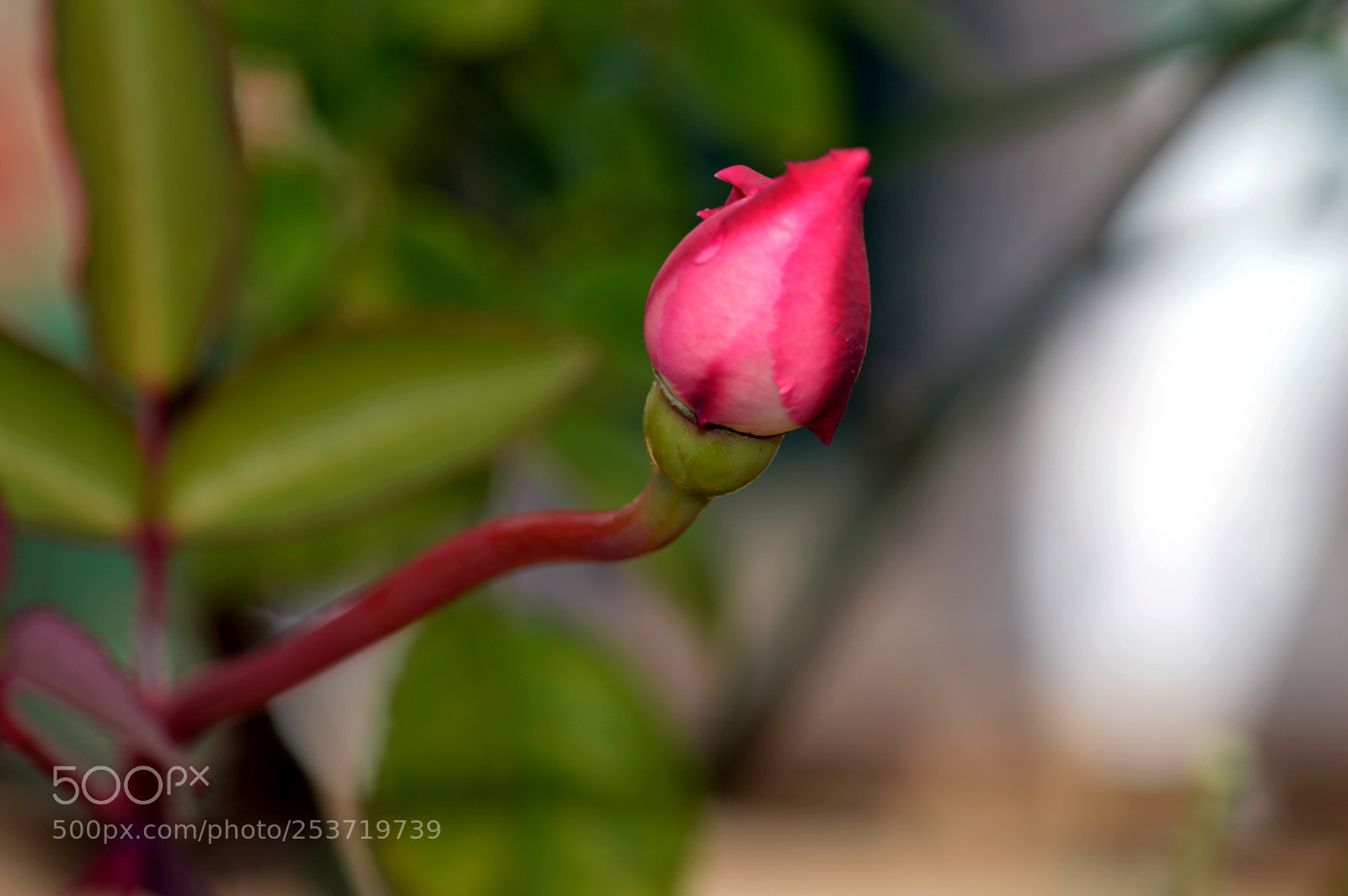 Nikon D3200 sample photo. Natural    rosa photography