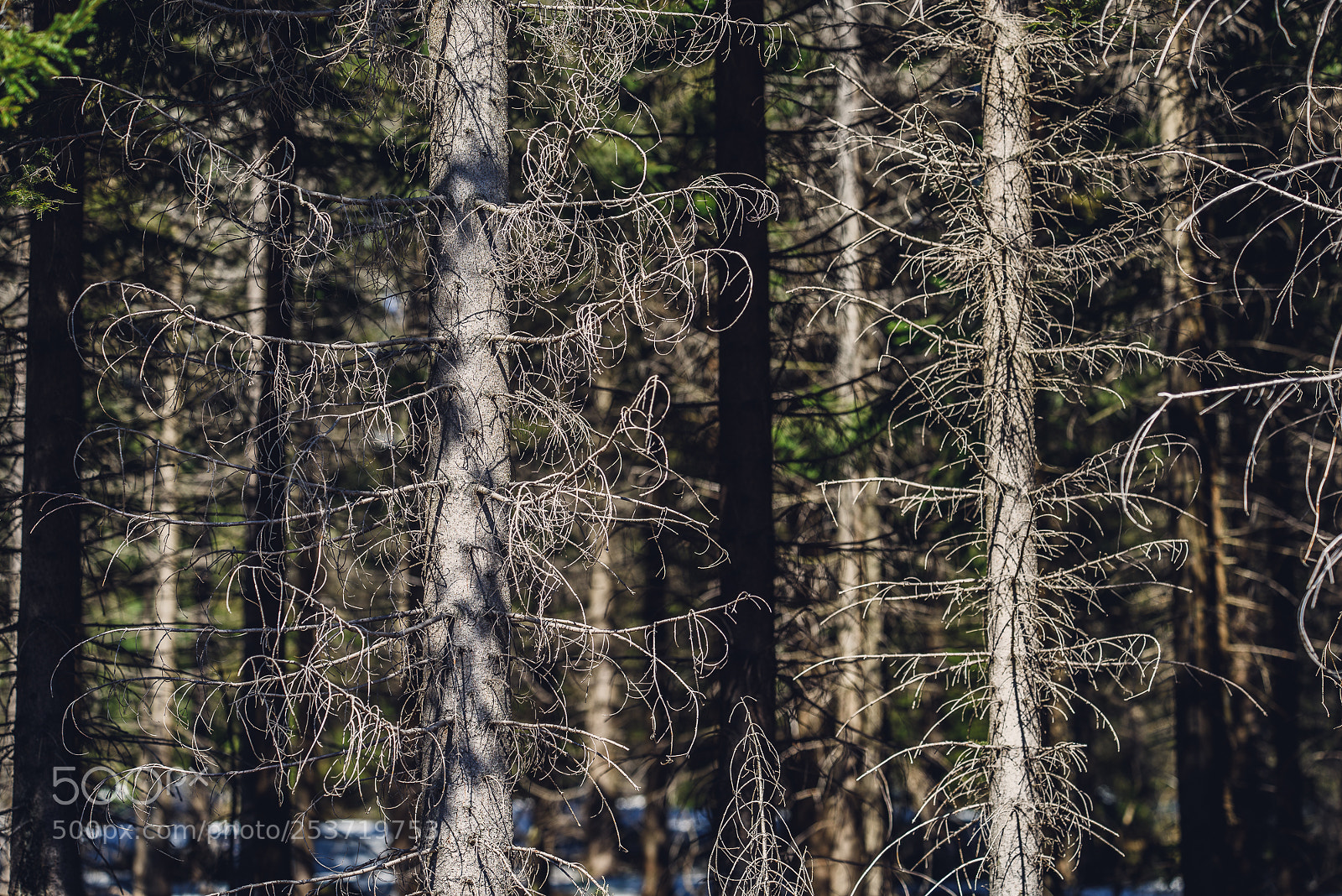 Nikon D810 sample photo. Other spring photography
