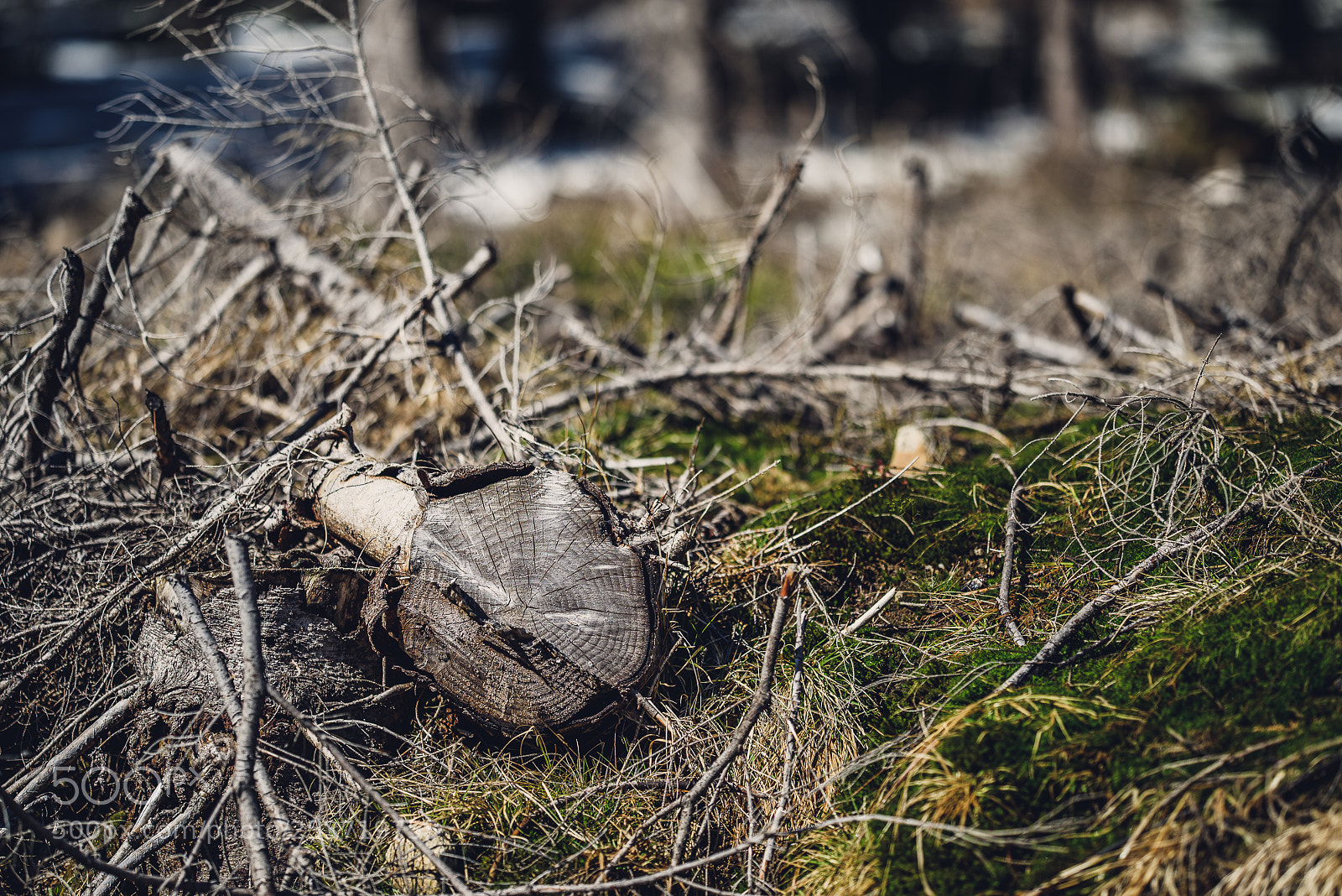 Nikon D810 sample photo. Other spring photography