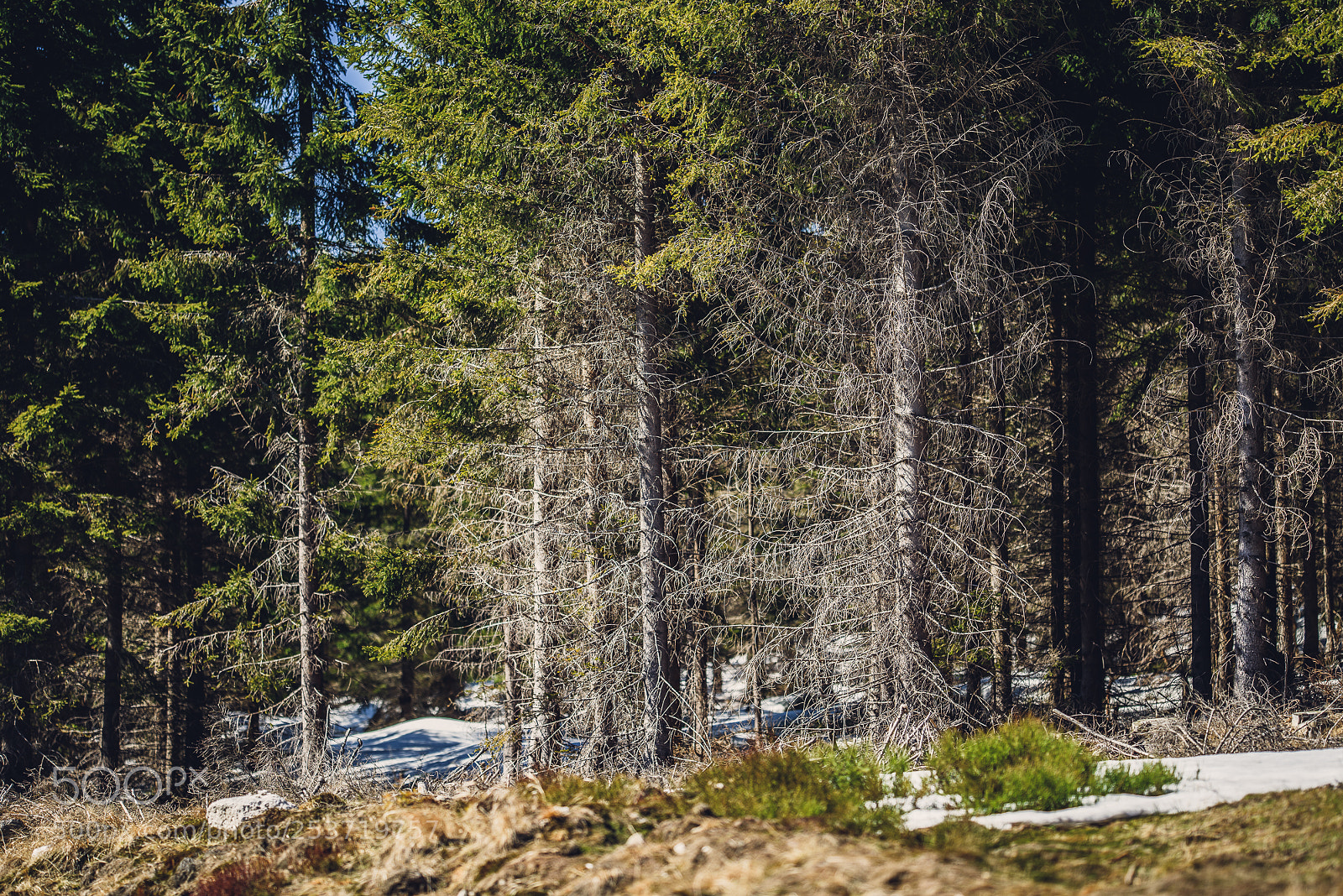 Nikon D810 sample photo. Other spring photography