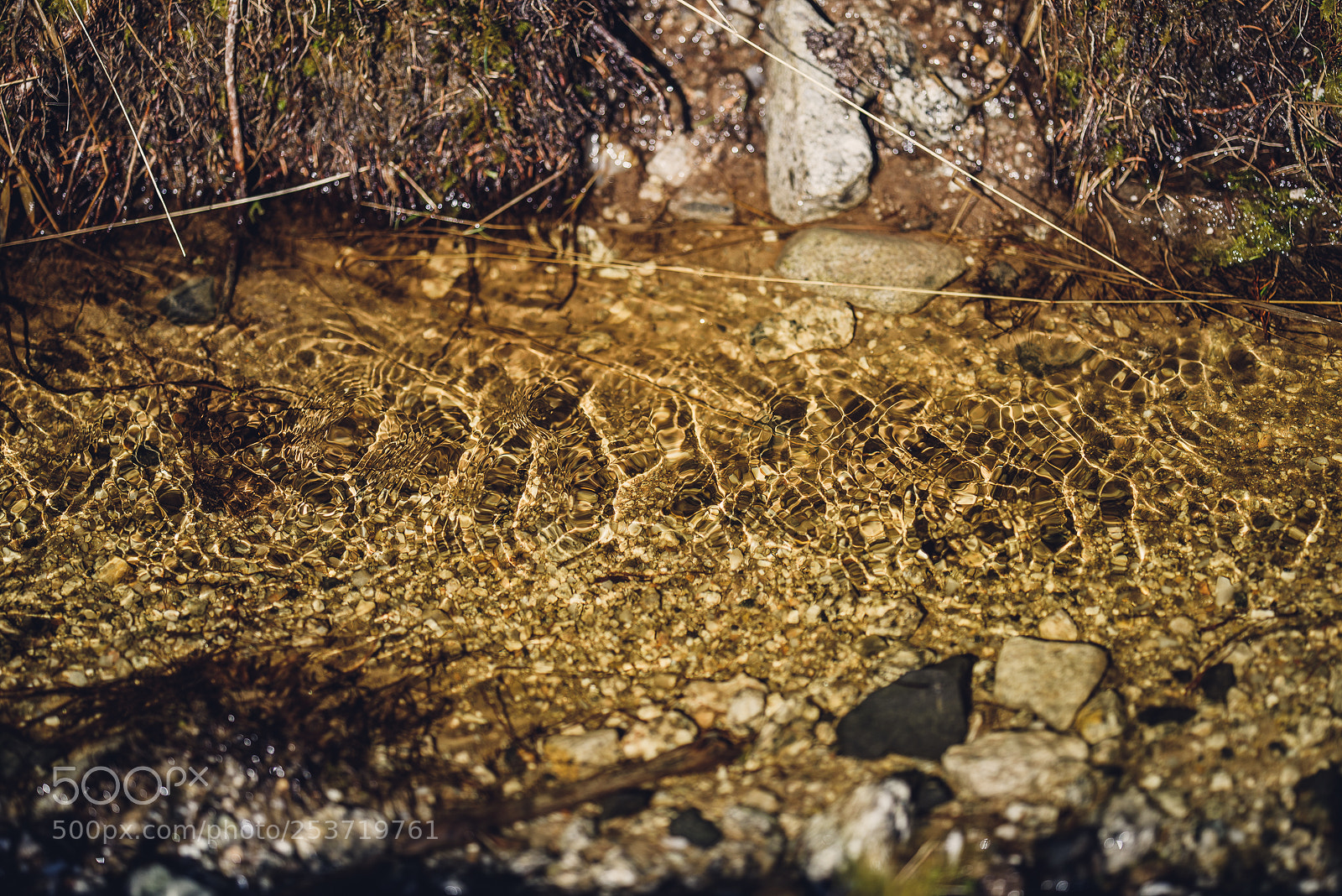 Nikon D810 sample photo. Other spring photography