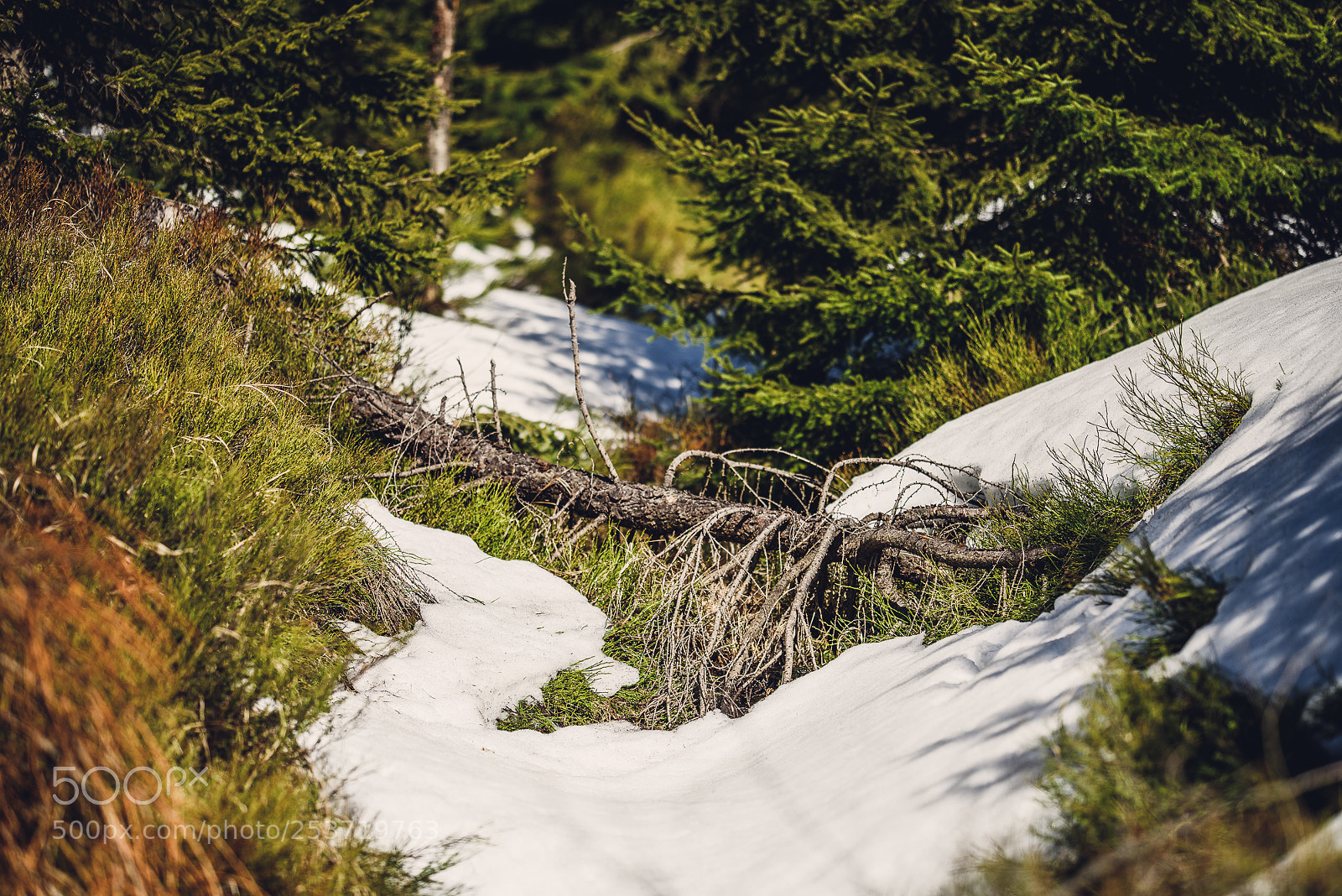 Nikon D810 sample photo. Other spring photography
