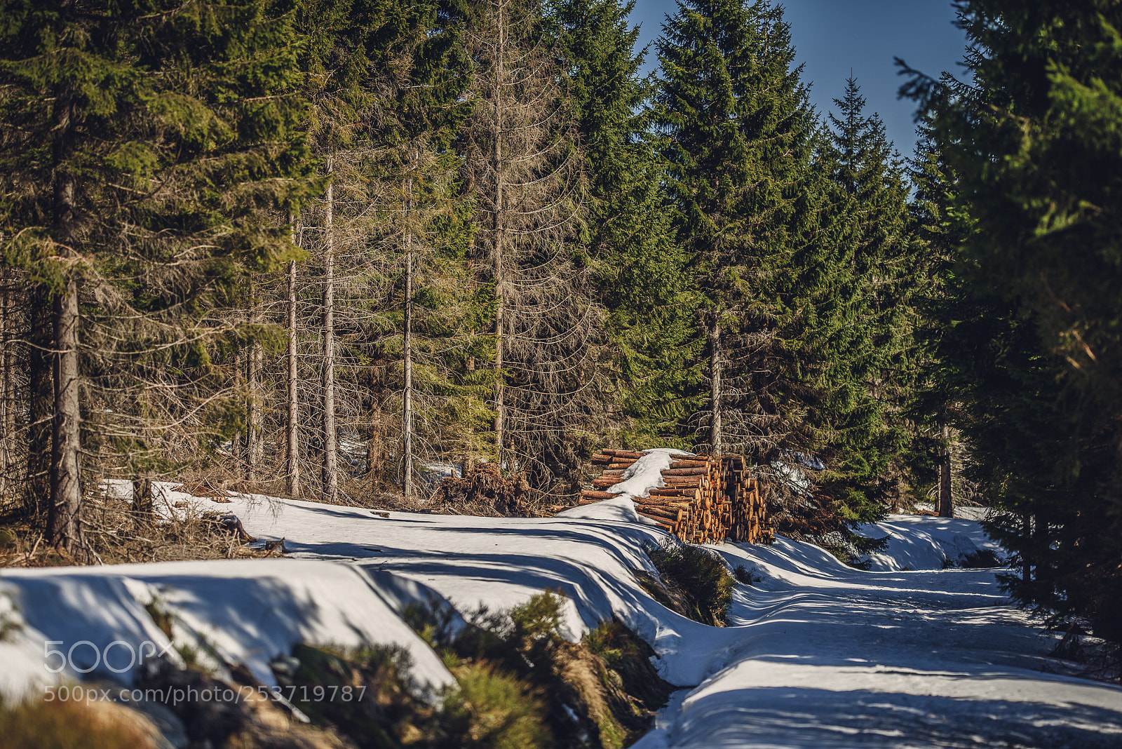 Nikon D810 sample photo. Other spring photography