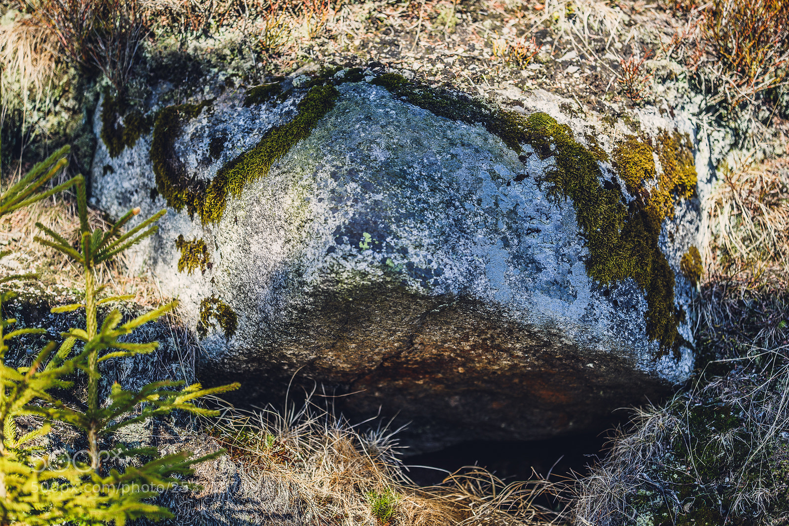 Nikon D810 sample photo. Other spring photography
