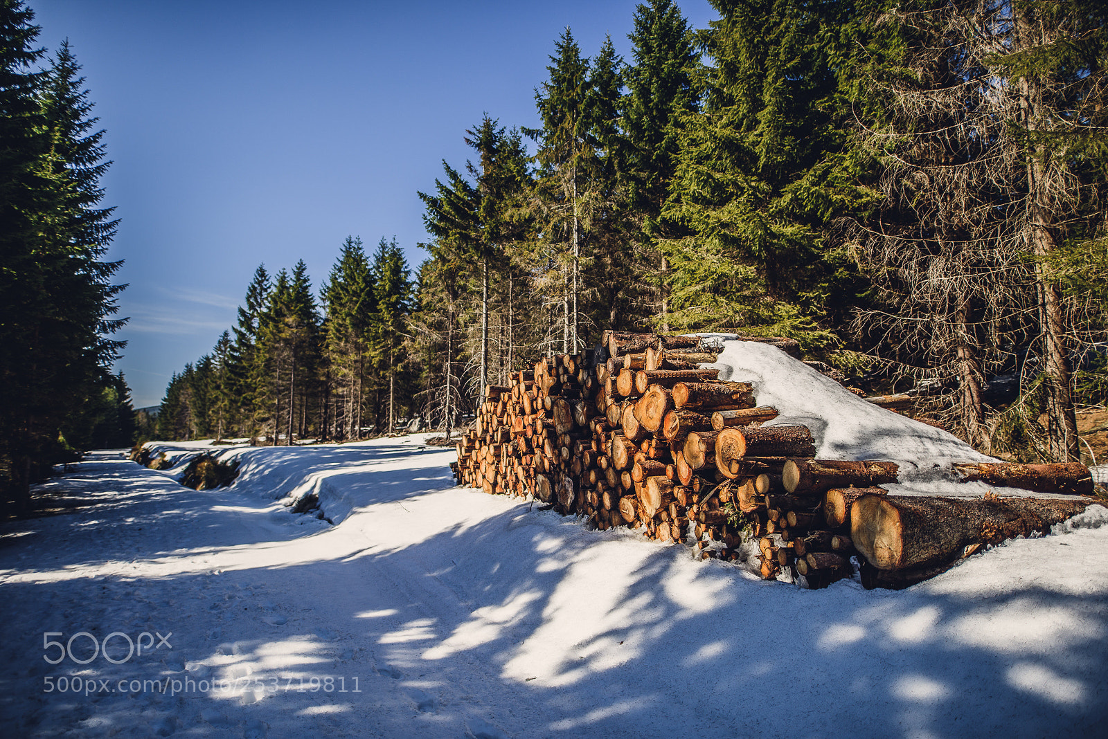 Nikon D810 sample photo. Other spring photography