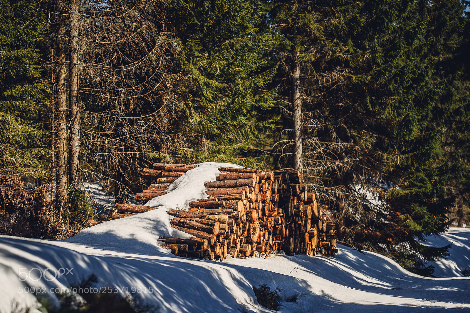 Nikon D810 sample photo. Other spring photography