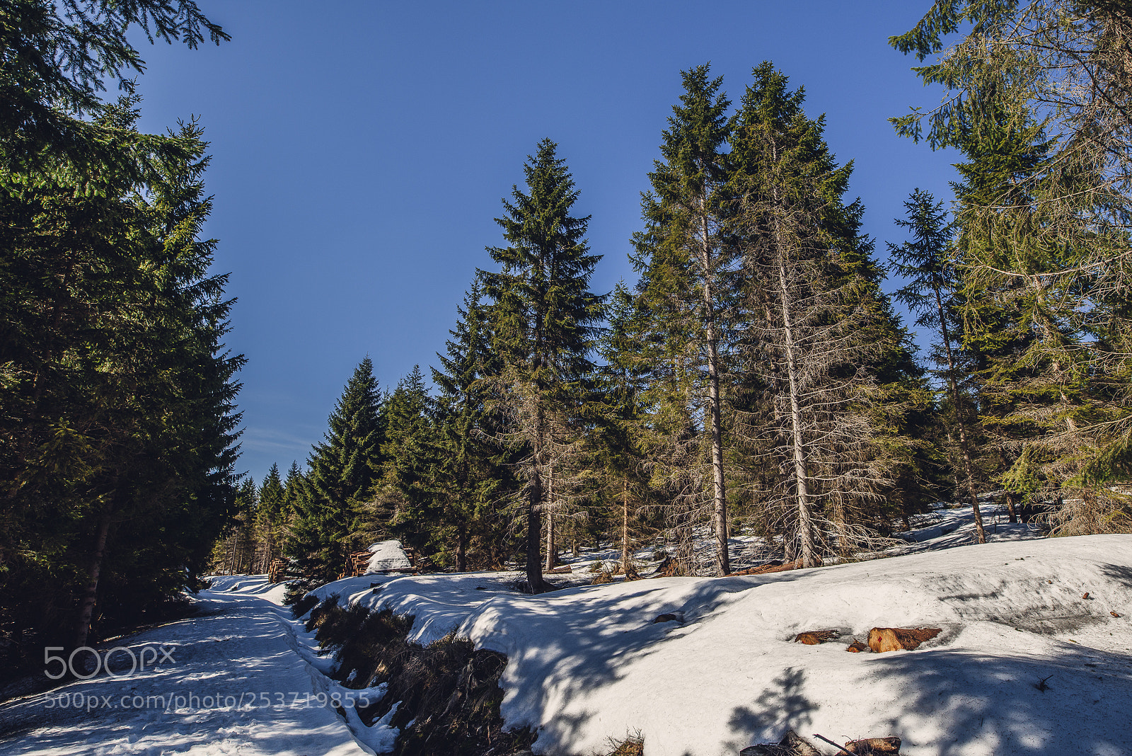Nikon D810 sample photo. Other spring photography