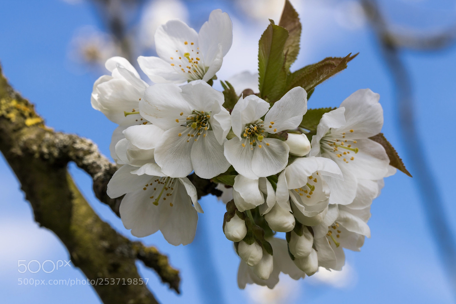 Canon EOS 6D Mark II sample photo. Cherry blossom photography