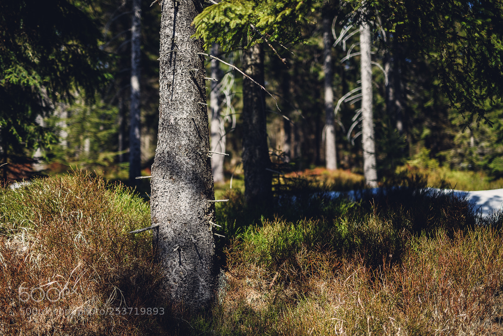Nikon D810 sample photo. Other spring photography