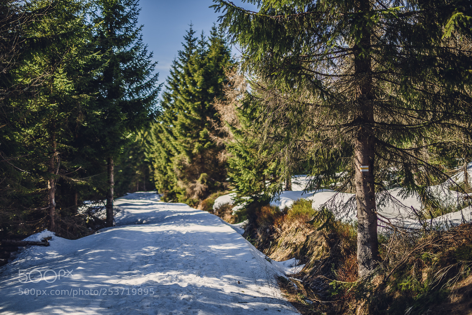 Nikon D810 sample photo. Other spring photography
