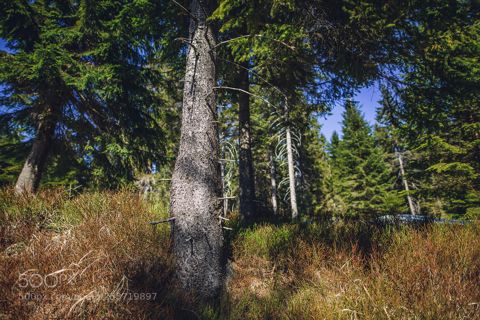 Nikon D810 sample photo. Other spring photography