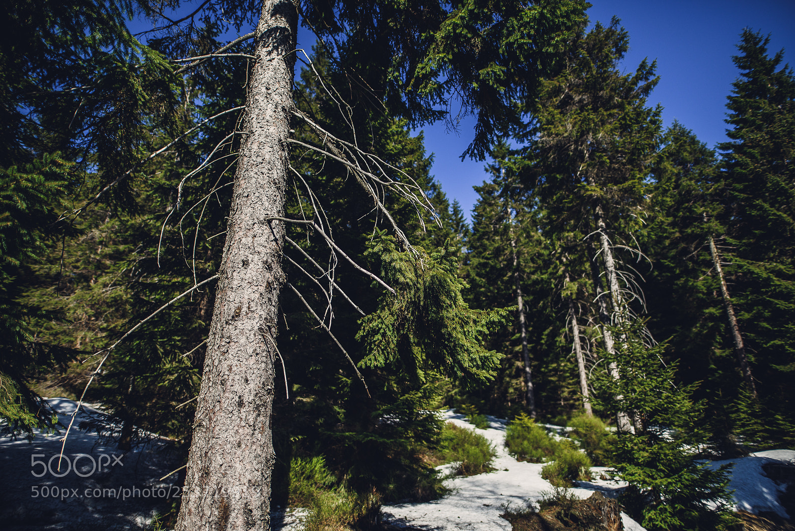 Nikon D810 sample photo. Other spring photography