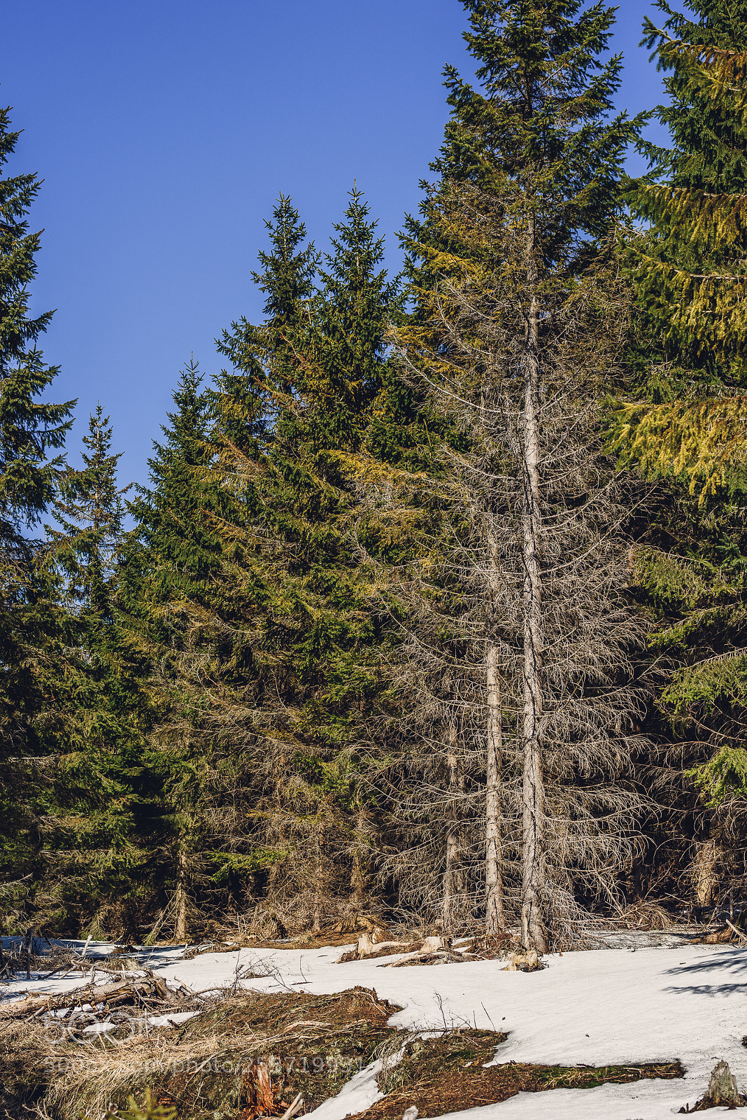 Nikon D810 sample photo. Other spring photography