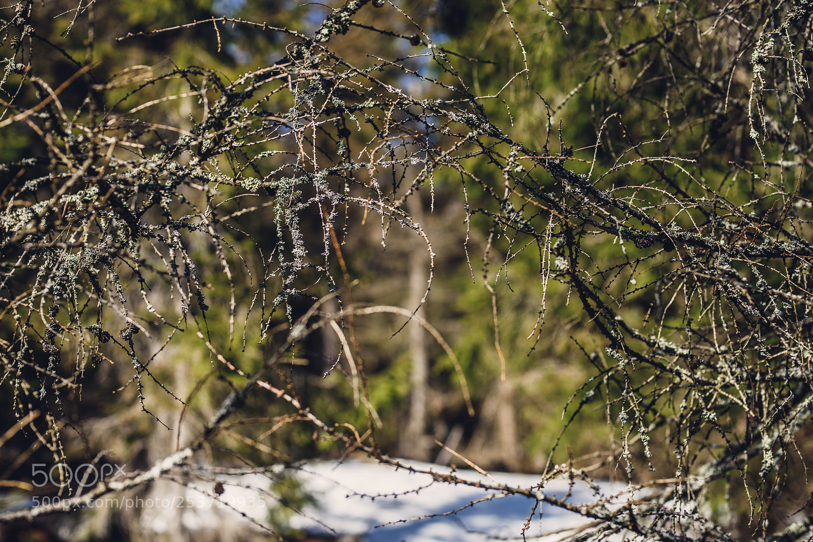 Nikon D810 sample photo. Other spring photography