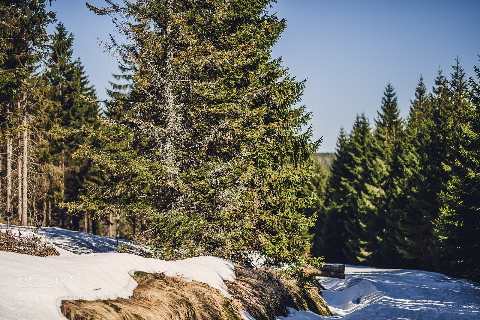 Nikon D810 sample photo. Other spring photography
