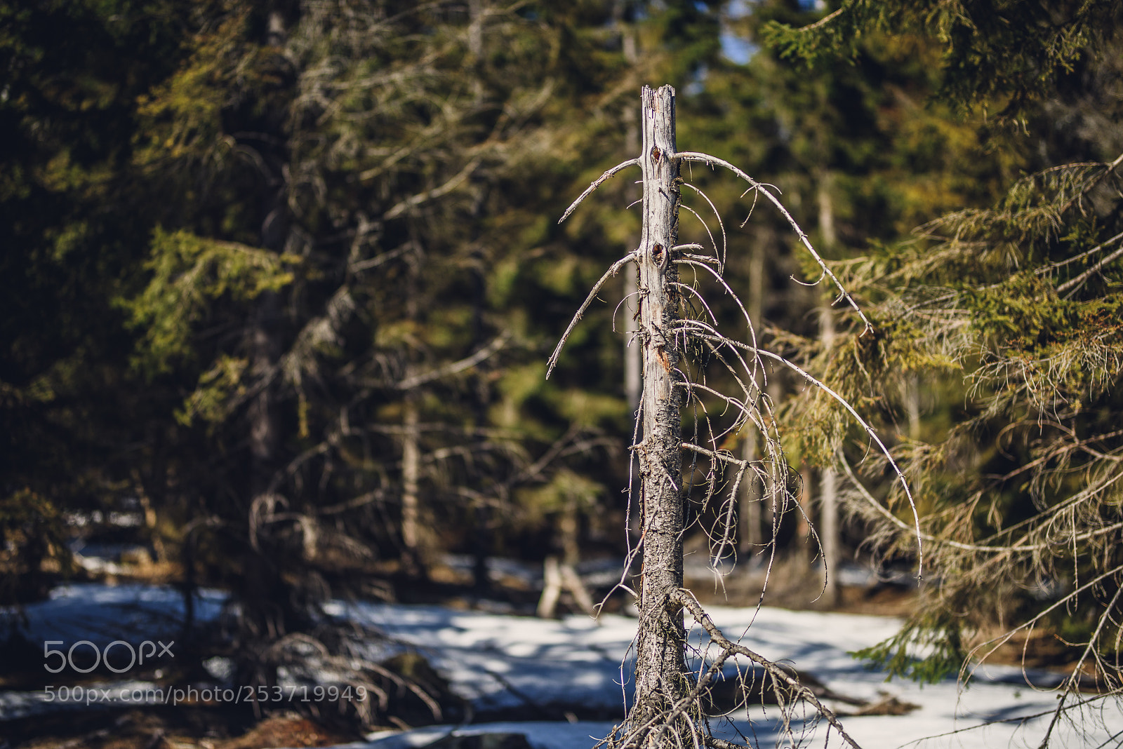 Nikon D810 sample photo. Other spring photography