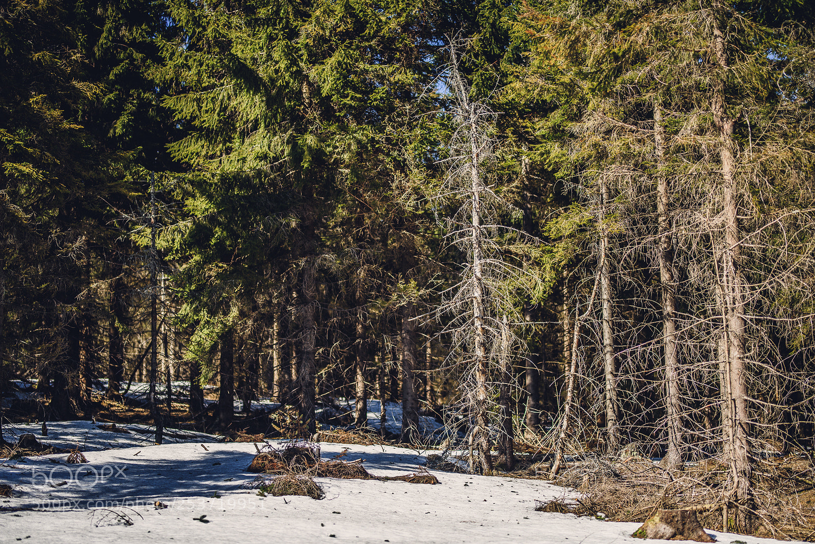 Nikon D810 sample photo. Other spring photography