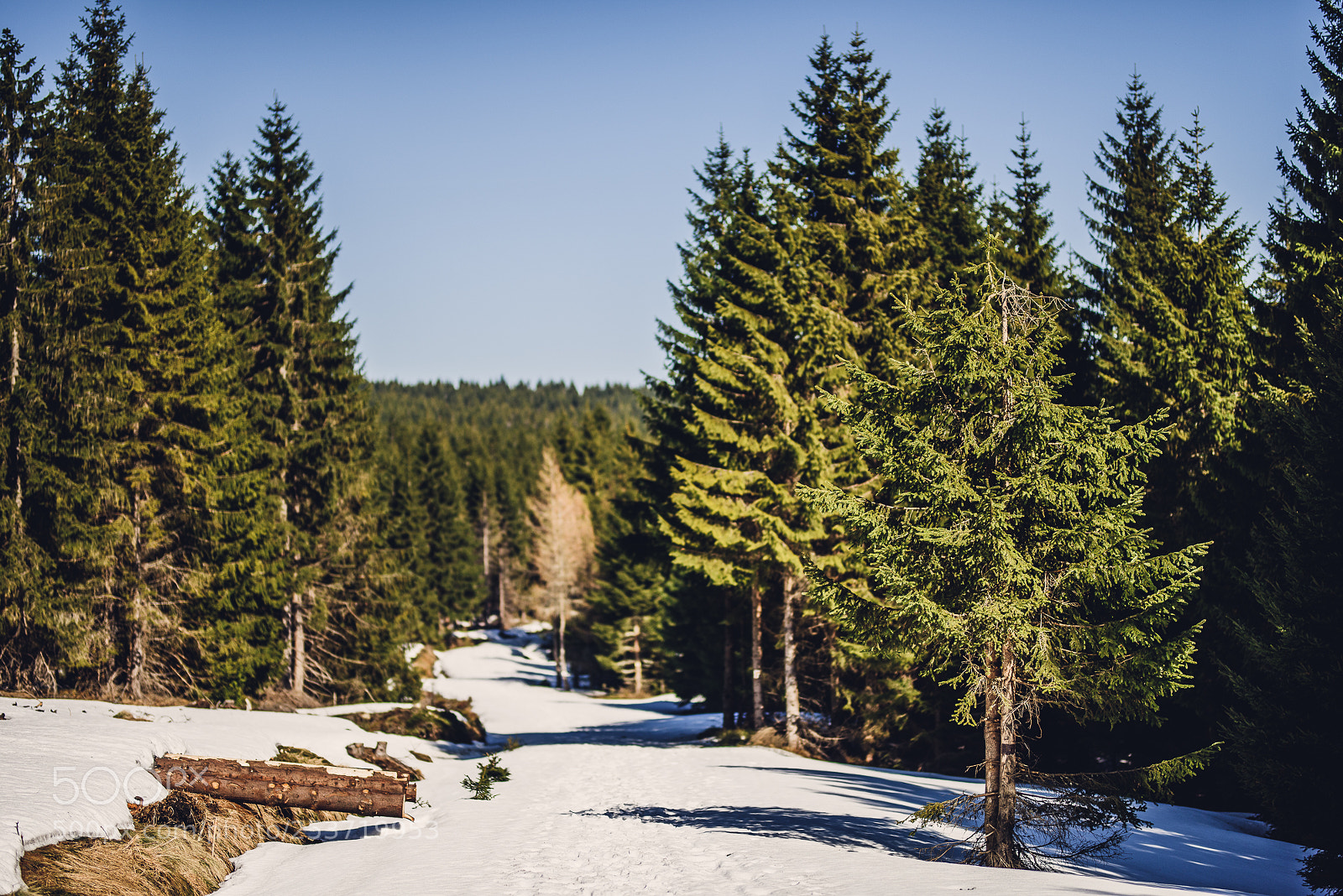 Nikon D810 sample photo. Other spring photography