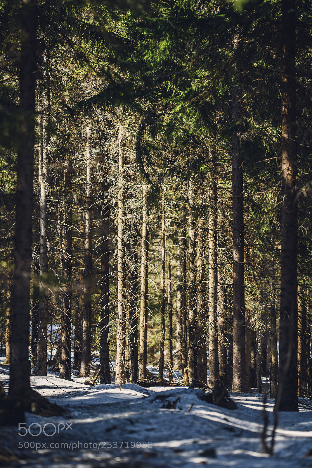 Nikon D810 sample photo. Other spring photography