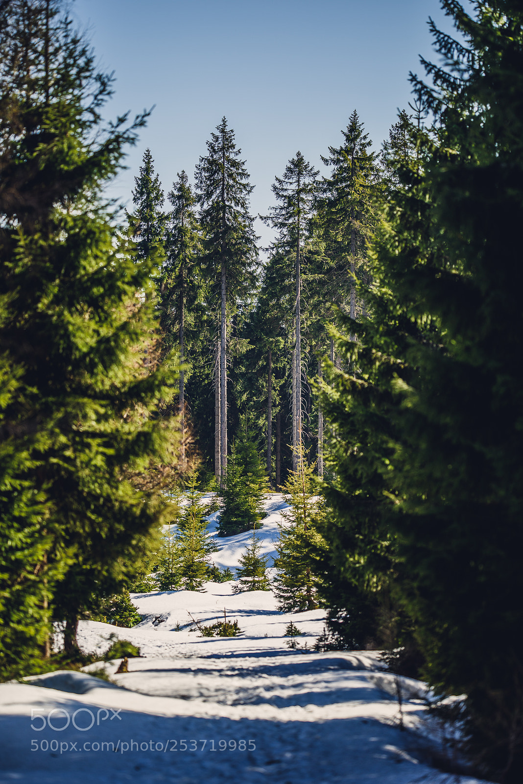 Nikon D810 sample photo. Other spring photography