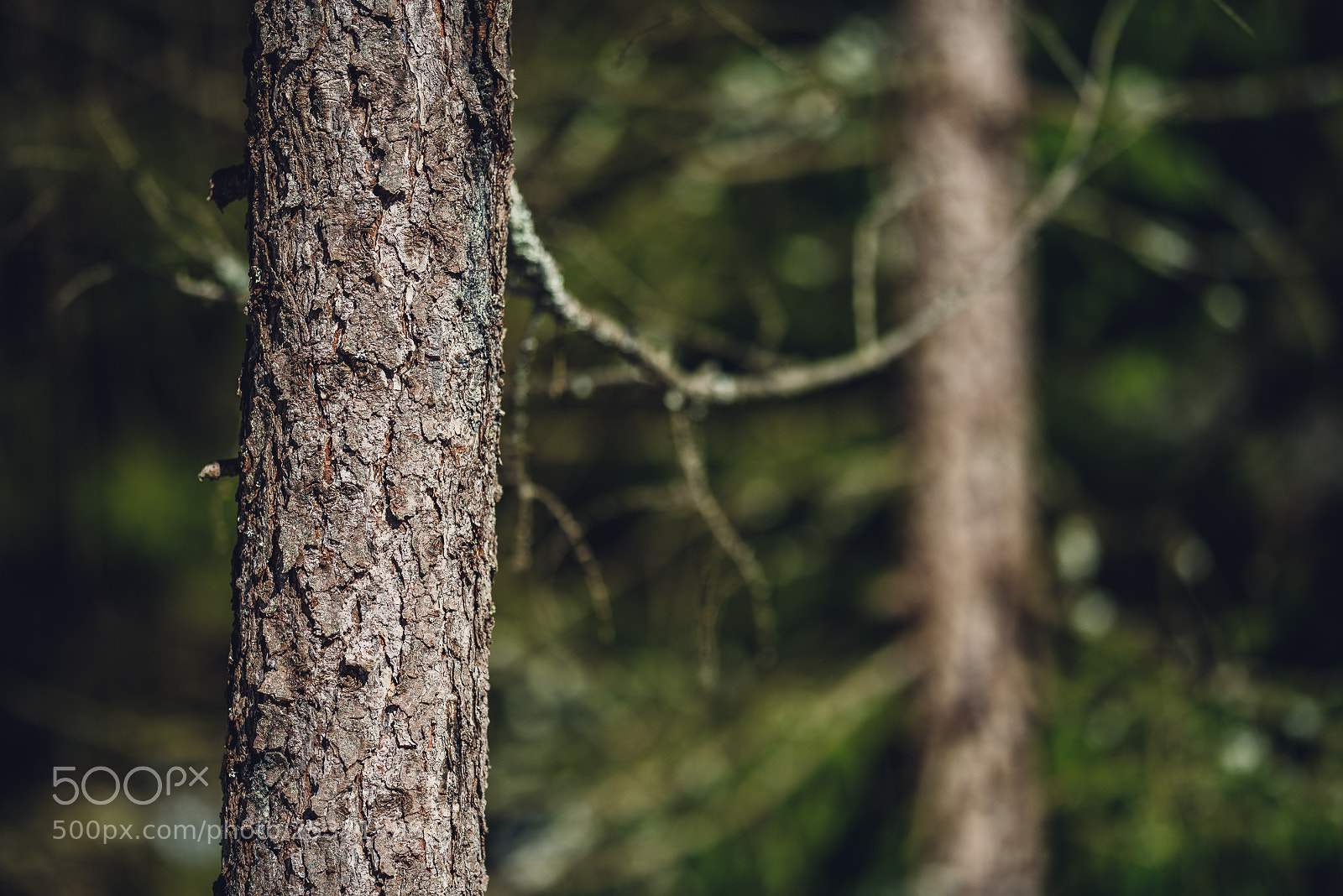 Nikon D810 sample photo. Other spring photography