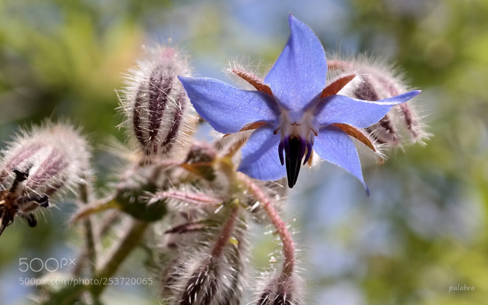 Samsung NX300 sample photo. ... photography