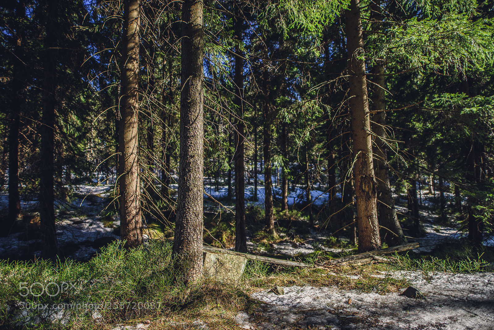Nikon D810 sample photo. Other spring photography