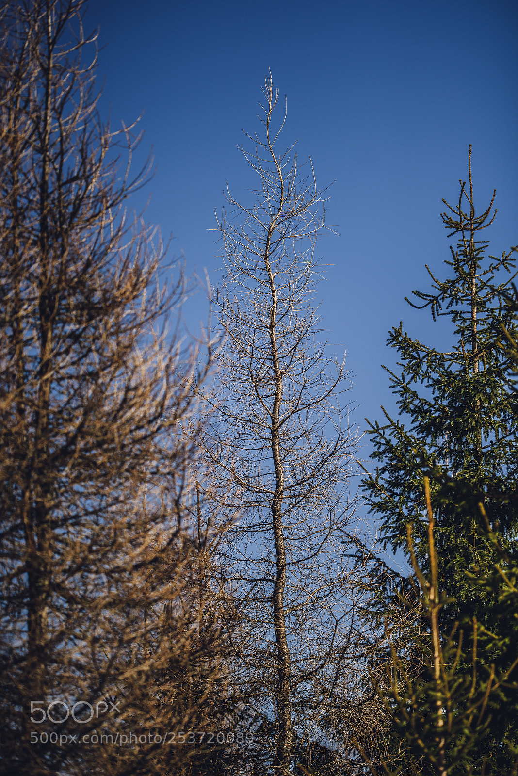 Nikon D810 sample photo. Other spring photography