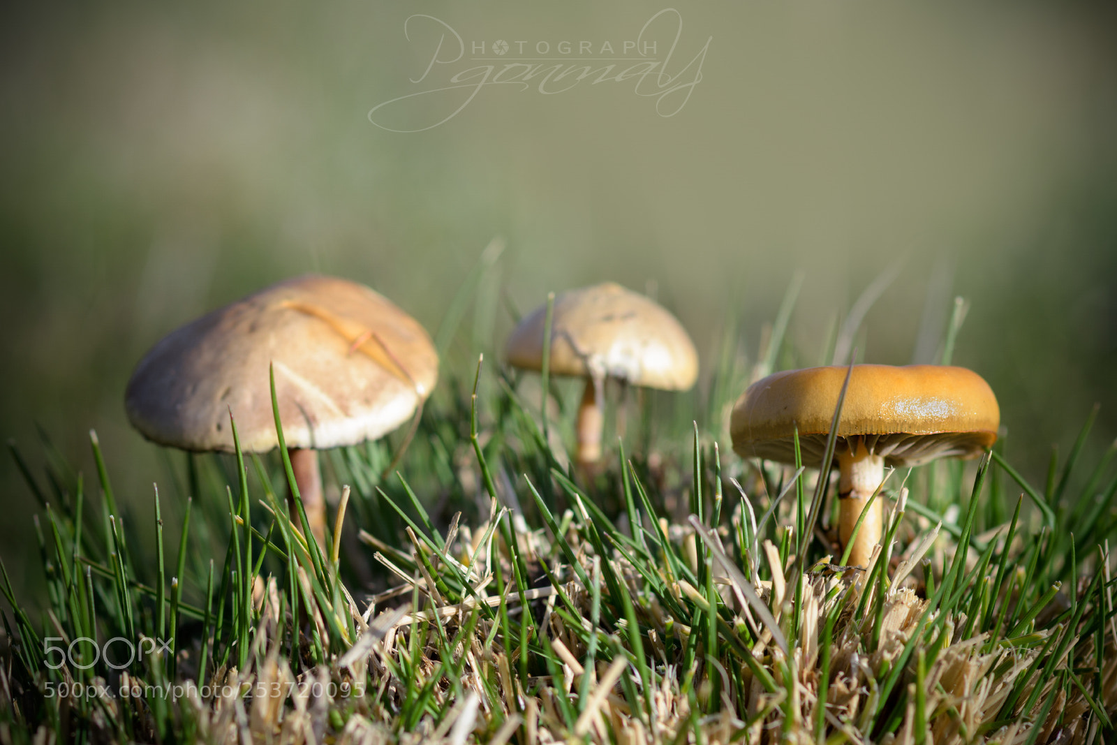 Nikon D7000 sample photo. Triada photography