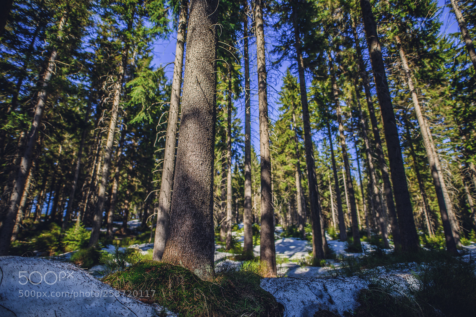 Nikon D810 sample photo. Other spring photography