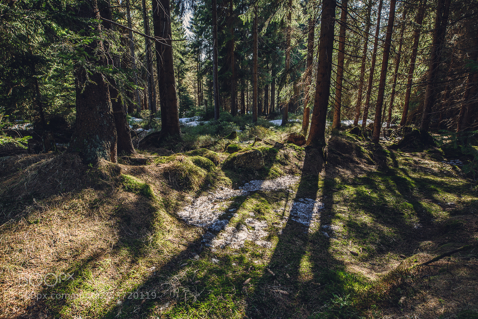 Nikon D810 sample photo. Other spring photography