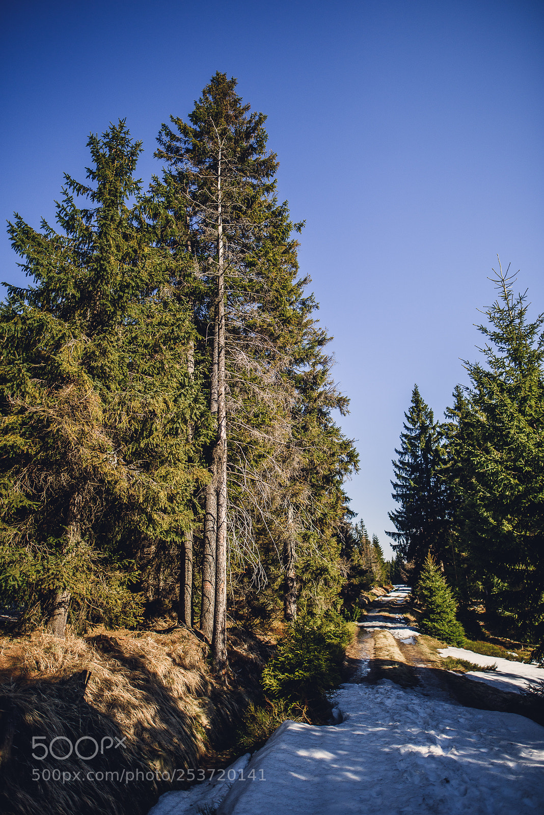 Nikon D810 sample photo. Other spring photography