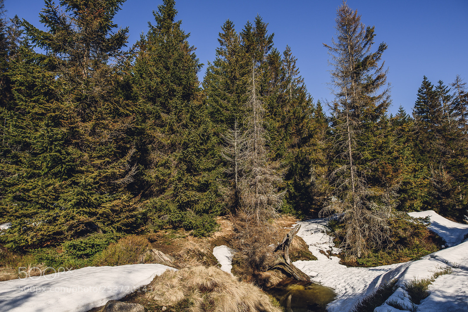 Nikon D810 sample photo. Other spring photography