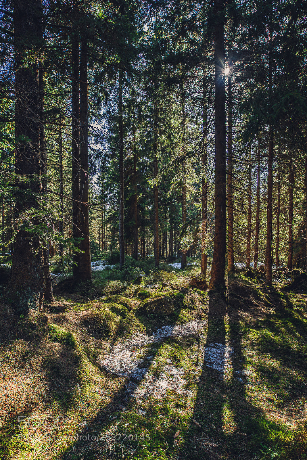 Nikon D810 sample photo. Other spring photography