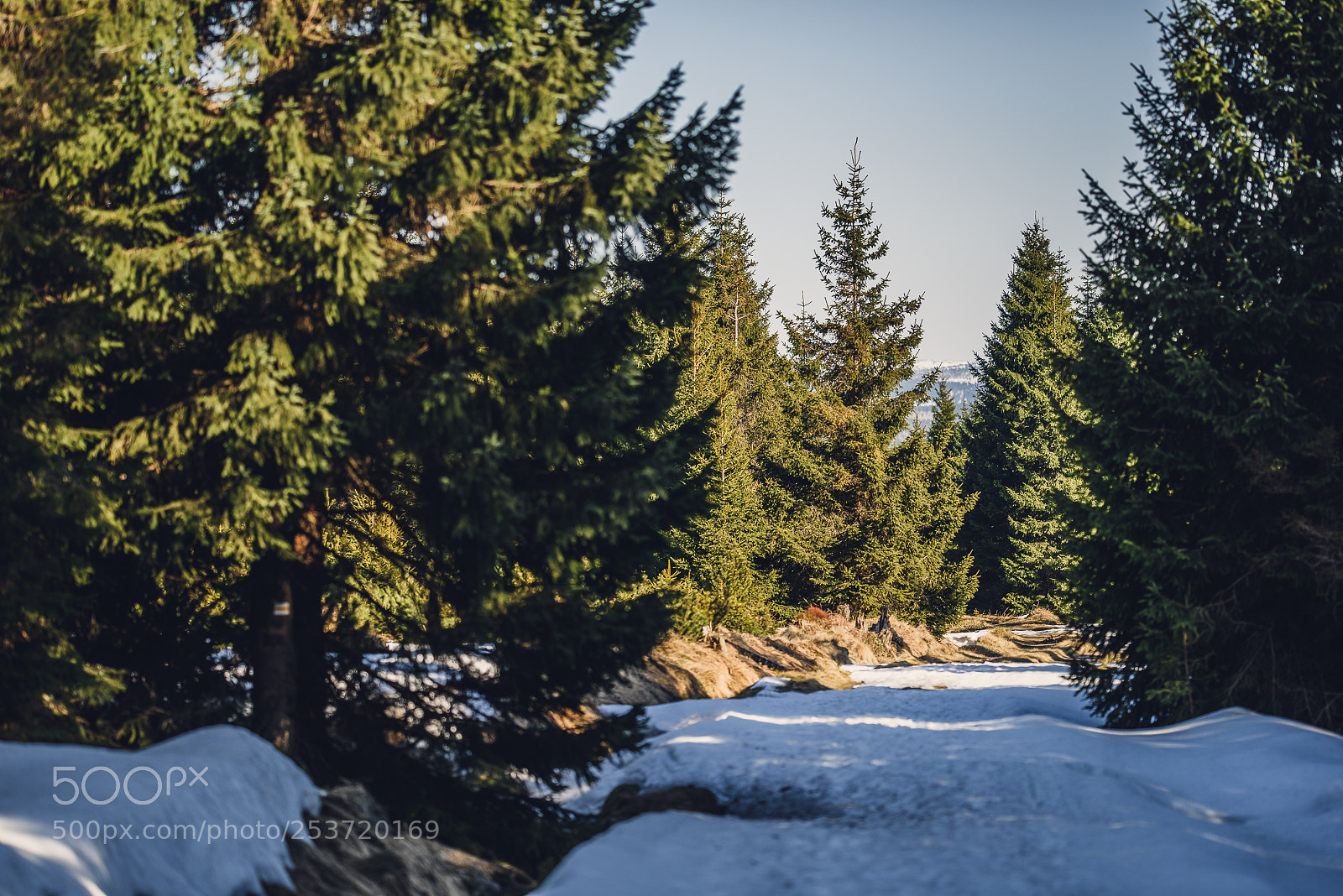 Nikon D810 sample photo. Other spring photography