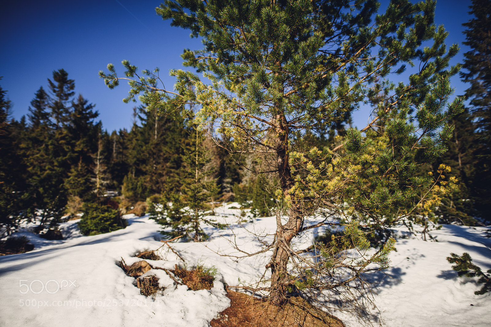 Nikon D810 sample photo. Other spring photography