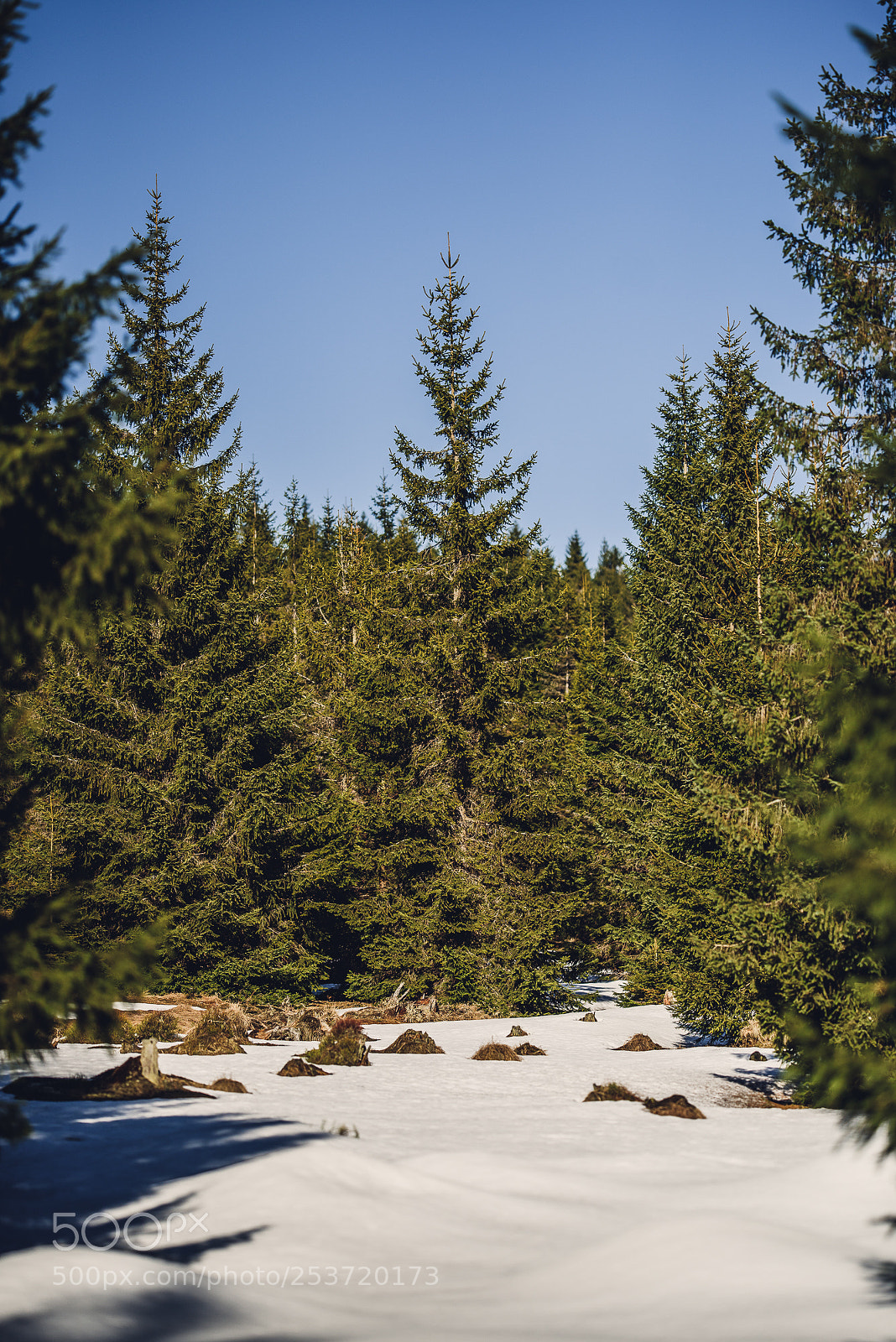 Nikon D810 sample photo. Other spring photography
