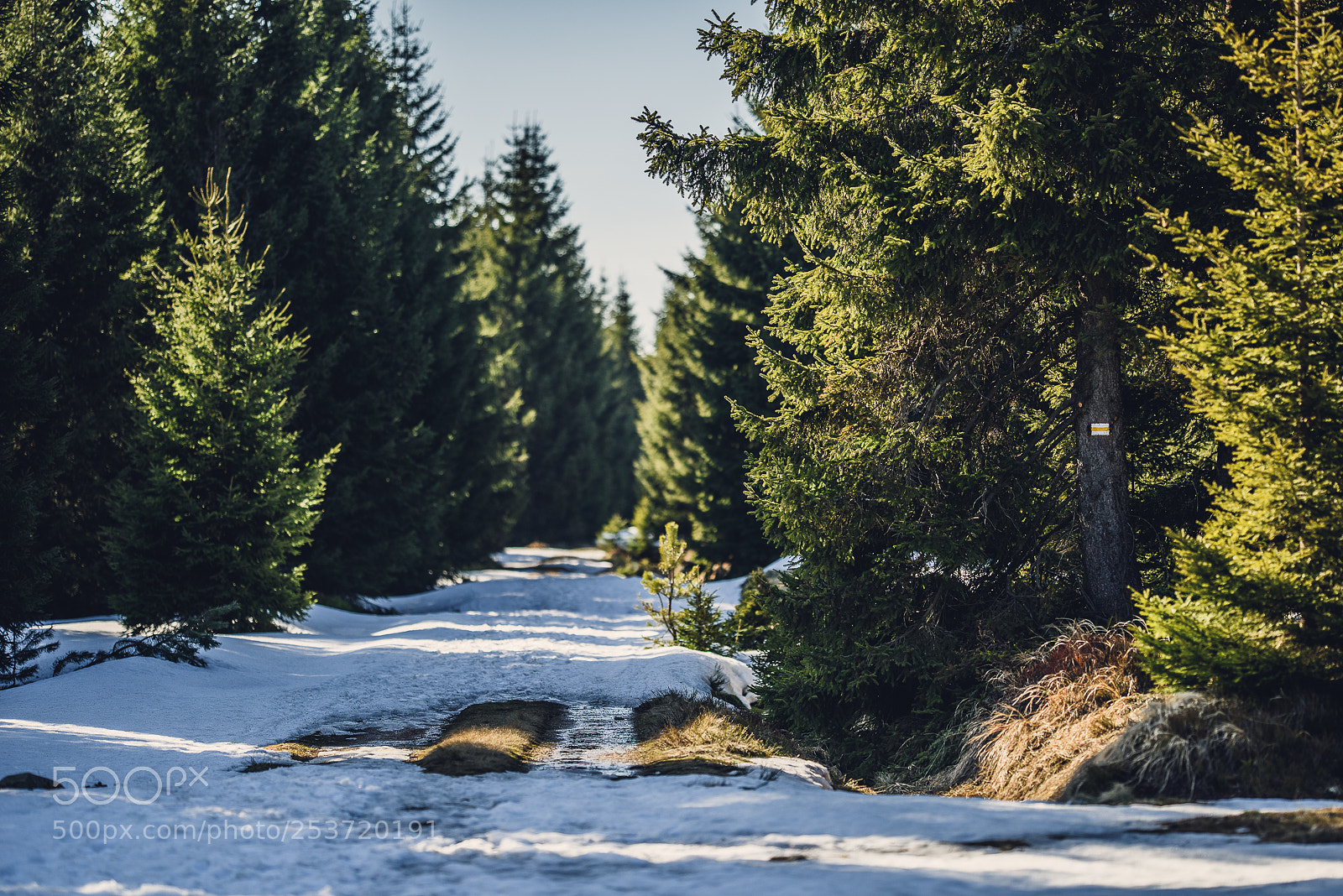 Nikon D810 sample photo. Other spring photography
