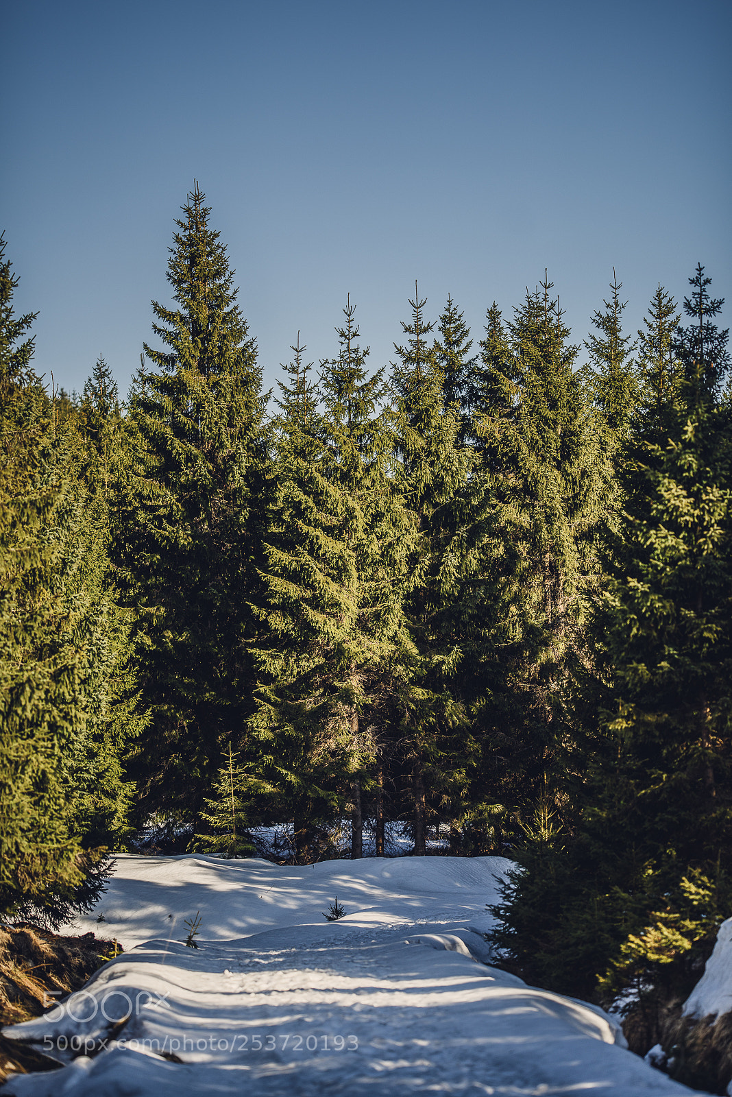 Nikon D810 sample photo. Other spring photography