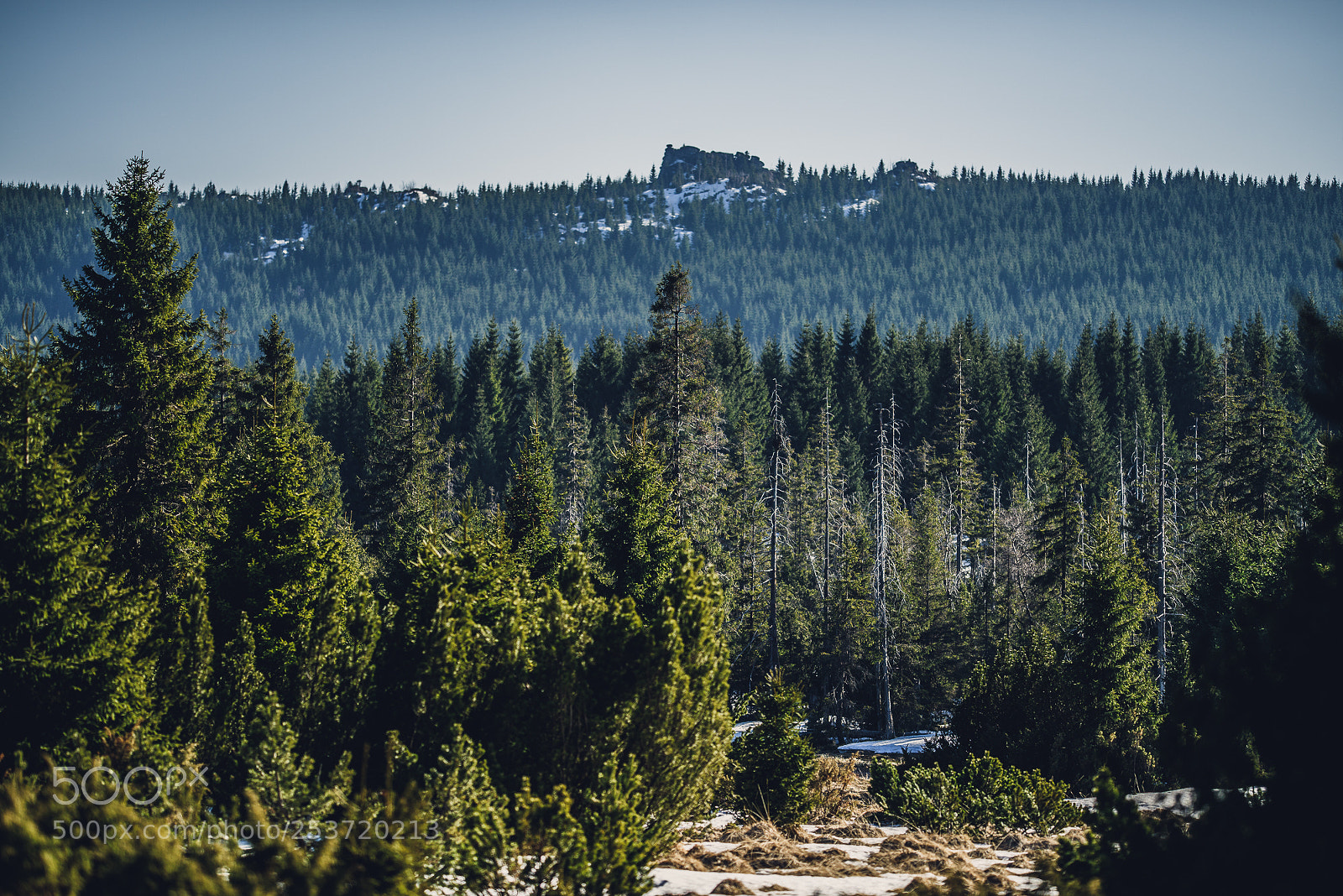 Nikon D810 sample photo. Other spring photography